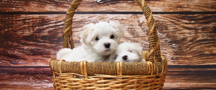 Puppy Speelgoed Review Gids Puppy Speelgoed Review Gids
